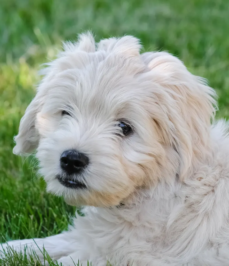 A cream white Goldendoodle puppy with a soft wavy coat lying on green grass and looking toward the camera