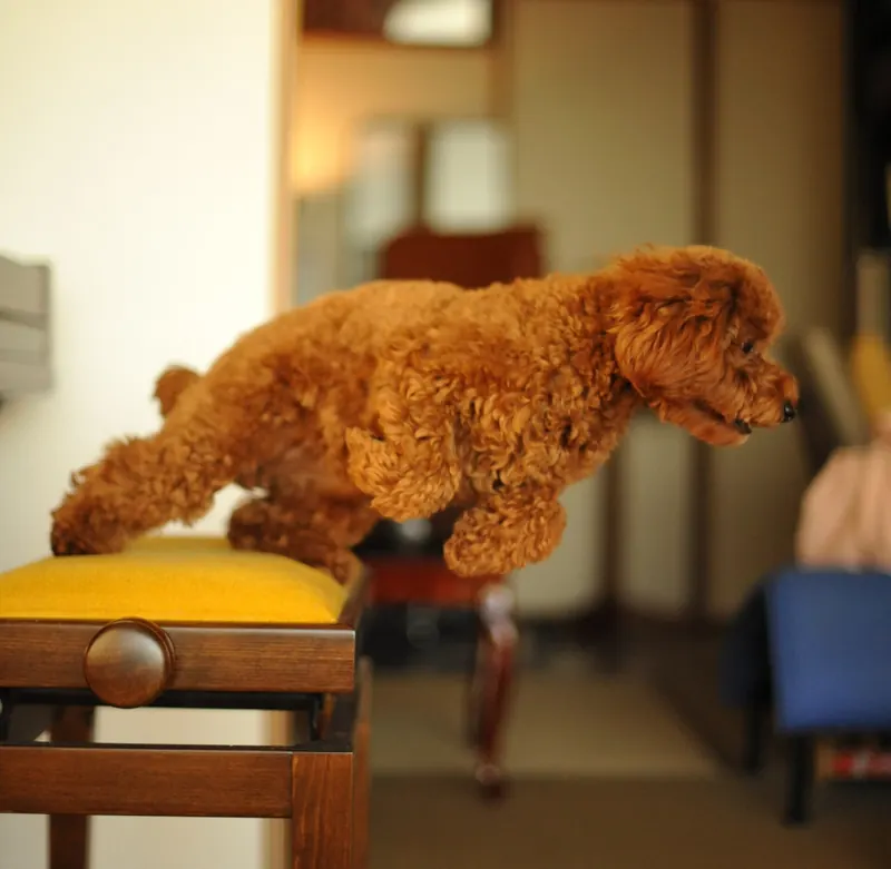 A small curly chocolate brown Toy Poodle leaping from a yellow cushioned stool inside a house
