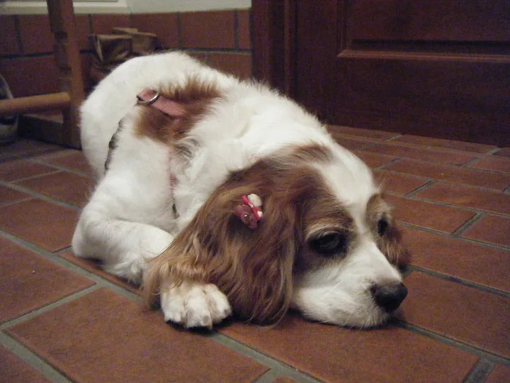 Cavalier King Charles Spaniel with a white and chestnut coat lying on a terracotta tile floor, wearing a harness and a pink hair clip