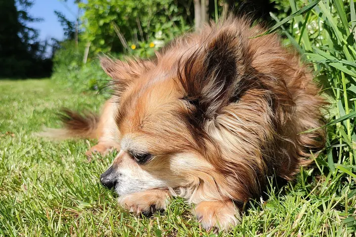 Long-haired tan Chihuahua lying on green grass in the sun with its chin on its front paws