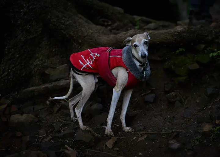 Italian Greyhound wearing a red insulated dog jacket with a grey fleece collar, standing on a rocky forest trail