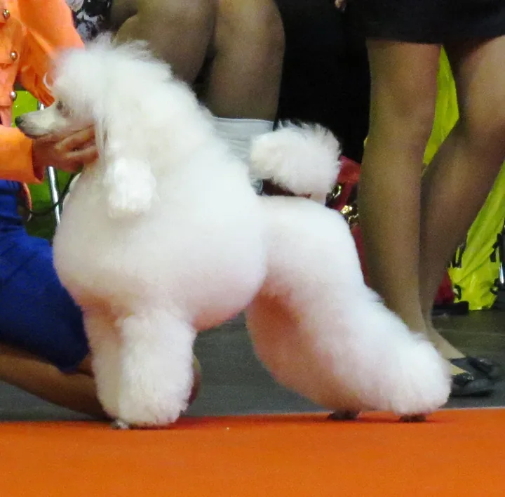 White Toy Poodle in a show clip standing squarely on an orange carpet while a handler holds its head