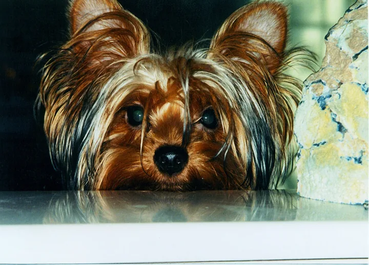 Close-up of a young Yorkshire Terrier with long tan and silver hair resting its chin on a glossy tabletop