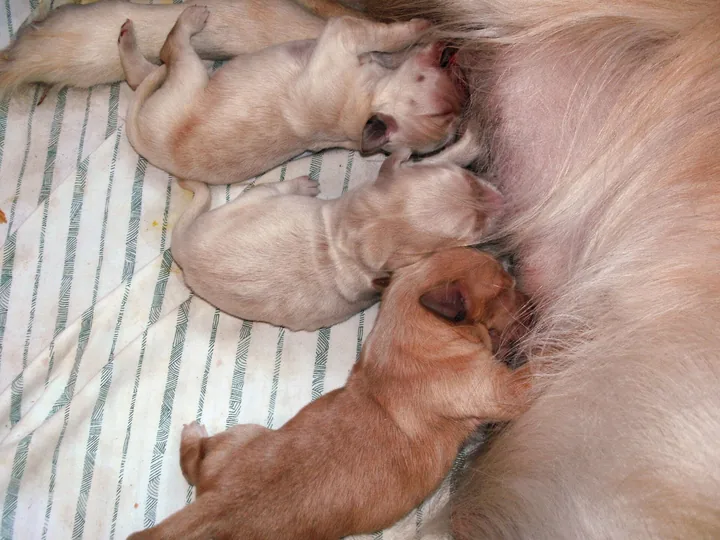 Three newborn Golden Retriever puppies nursing against their mother on a striped cotton pad