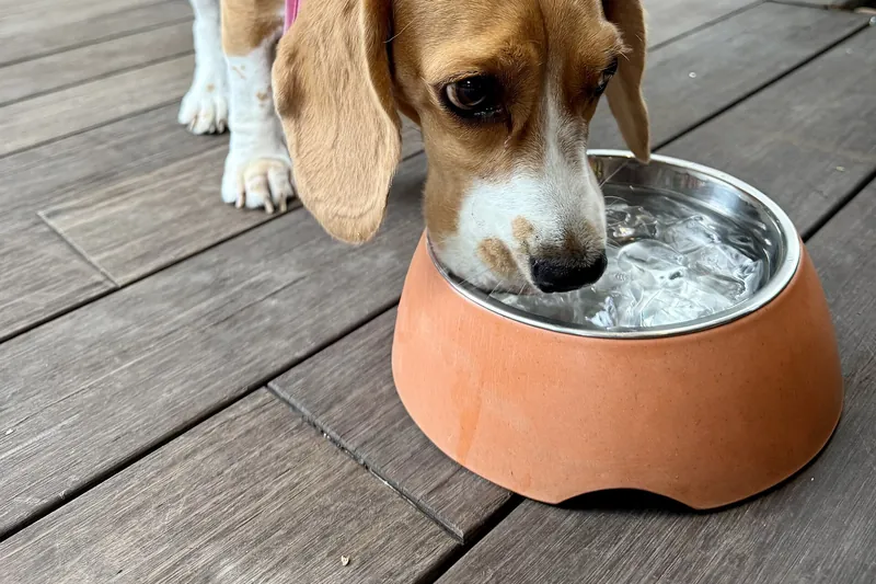 A Beagle in a pink harness drinks water from a stainless steel bowl set inside an orange raised holder on a wooden deck