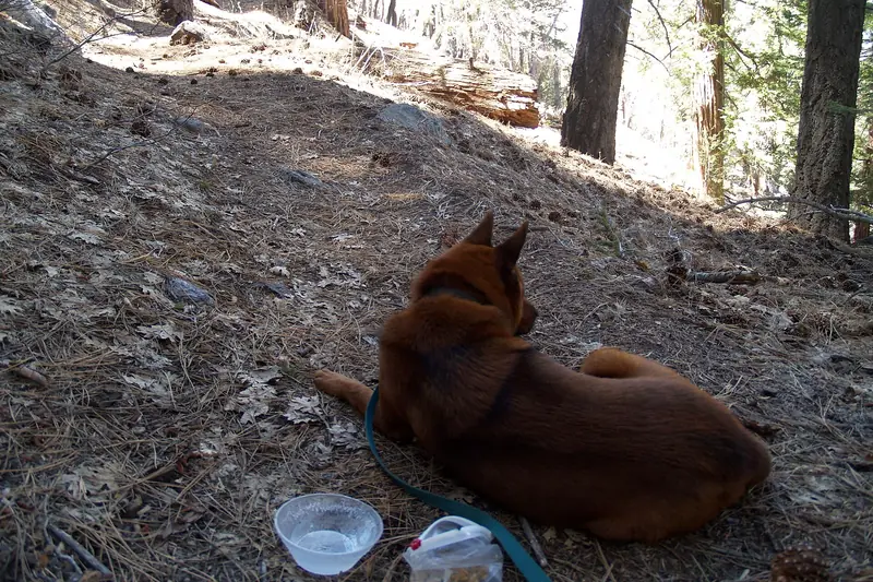 A red brown dog on a leash lies on a pine needle covered forest slope next to a small clear plastic bowl of water