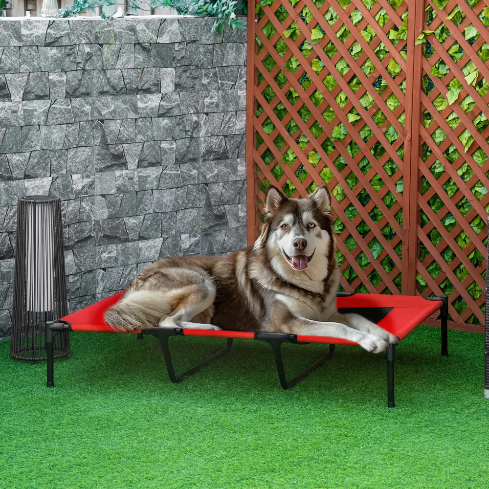 Husky lying on a red elevated mesh dog cot on artificial grass
