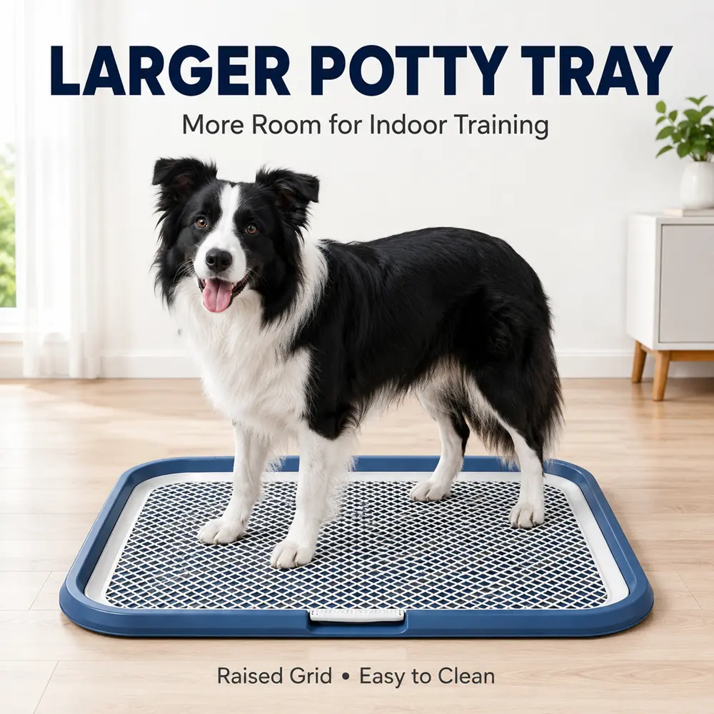 Border collie standing on a navy blue potty tray with a white mesh grate