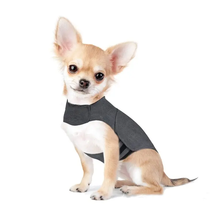 Small tan chihuahua wearing a heather gray wrap vest